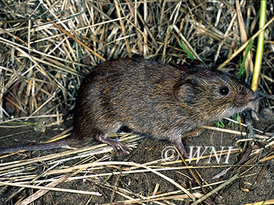 Meadow Vole (Microtus pennsylvanicus)